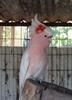 Major Mitchell's Cockatoo (Lophocroa leadbeateri) - Wiki