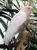 Major Mitchell's Cockatoo (Lophocroa leadbeateri) with supine crest