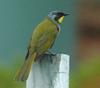 Yellow-throated Honeyeater (Lichenostomus flavicollis) - Wiki