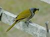 Yellow-throated Honeyeater (Lichenostomus flavicollis)