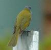 Yellow-throated Honeyeater (Lichenostomus flavicollis)