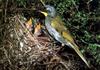 Yellow-throated Honeyeater and chick in nest (Lichenostomus flavicollis)