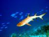 Whitetip Reef Shark (Triaenodon obesus) - Wiki