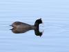 Red-knobbed Coot (Fulica cristata) - Wiki