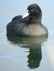 Coot (Family: Rallidae, Genus: Fulica) - Wiki