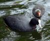 Eurasian Coot (Fulica atra) - Wiki