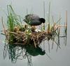 Eurasian Coot (Fulica atra) with chicks on nest