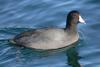 American Coot (Fulica americana) - Wiki