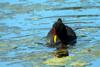 Red-fronted Coot (Fulica rufifrons) - Wiki