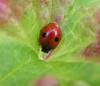 Two-spotted Lady Beetle (Adalia bipunctata) - Wiki