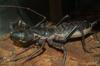 Whip Scorpion (Order: Thelyphonida) - Wiki