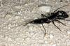 Whip Scorpion (Mastigoproctus giganteus), the largest known whip scorpion
