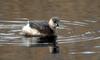 Little Grebe (Tachybaptus ruficollis) - Wiki