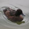 Tufted Duck (Aythya fuligula) female