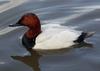 Canvasback (Aythya valisineria) - Wiki