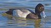 Lesser Scaup (Aythya affinis) - Wiki