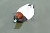 Common Pochard (Aythya ferina) - Wiki