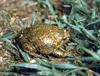 Boreal Digging Frog (Kaloula borealis) - 맹꽁이
