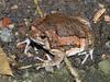 Banded Bull Frog (Kaloula pulchra)