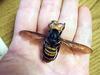 Asian Giant Hornet (Vespa mandarinia)