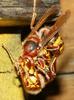 European Hornet (Vespa crabro) fighting