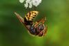 European Hornet (Vespa crabro) feeding