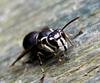 Bald-faced Hornet (Dolichovespula maculata) - Wiki