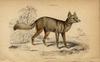 Corsac Fox (Vulpes corsac) Ancient drawing