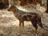 Side-striped Jackal (Canis adustus) - Wiki