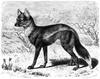Side-striped Jackal (Canis adustus) old drawing