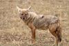 Golden Jackal (Canis aureus) - Wiki