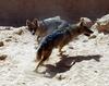 Golden Jackal (Canis aureus) pair