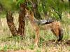 Black-backed Jackal (Canis mesomelas) - Wiki