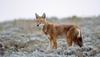 Ethiopian Wolf (Canis simensis) - Wiki