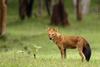 Dhole (Cuon alpinus) - Wiki