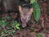 Short-eared Dog (Atelocynus microtis) - Wiki