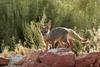 Kit Fox (Vulpes macrotis) - Wiki