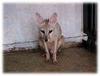 Bengal Fox (Vulpes bengalensis) - Wiki
