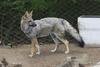 Gray Fox (Urocyon cinereoargenteus) - Wiki