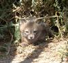 Island Fox (Urocyon littoralis) cub