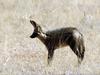 Bat-eared Fox (Otocyon megalotis) - Wiki