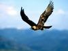 Golden Eagle (Aquila chrysaetos) flying