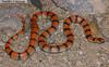 Common Ground Snake (Sonora semiannulata) - Wiki