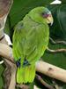 White-fronted Amazon (Amazona albifrons) - Wiki