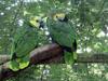 Amazon Parrot (Family: Psittacidae, Genus: Amazona) - Wiki