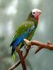 Cuban Amazon (Amazona leucocephala) - Wiki