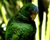 Yellow-lored Amazon (Amazona xantholora) - Wiki