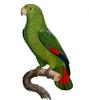 Black-billed Amazon (Amazona agilis) - Wiki