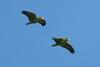 Red-spectacled Amazon (Amazona pretrei) - Wiki