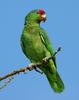 Red-crowned Amazon (Amazona viridigenalis) - Wiki